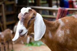 Nubian Goat Close Up
