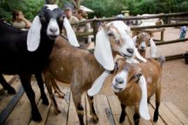 Group of Nubian Goats