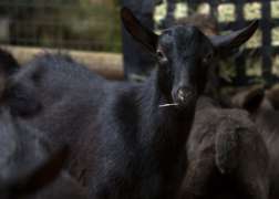 Oberhasli Goat