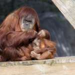 Orangutan sitting with baby