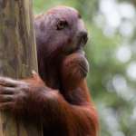 Orangutan hanging on tree branch