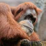 Orangutan leaning on tree stump