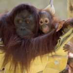 Orangutan mother and baby