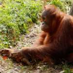 Orangutan sitting in grass