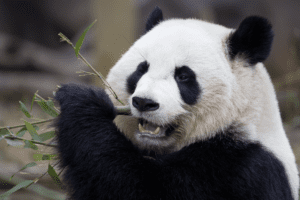 panda 140109 po ZA 4253