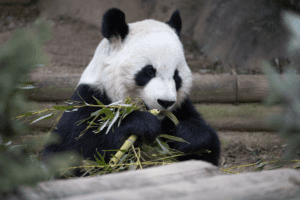 25 Years of Pandas: Oh Baby! 2 Giant panda Xi Lan sits eating bamboo in an outdoor habitat.