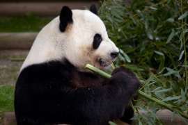 Giant Panda eating bamboo
