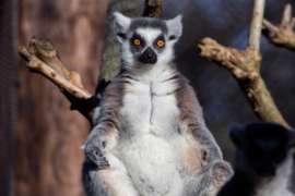 Ring Tailed Lemur sitting in tree