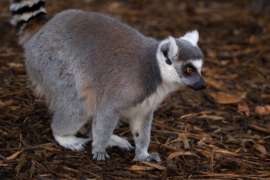Ring Tailed Lemur standing in habitat