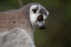 Ring Tailed Lemur close up