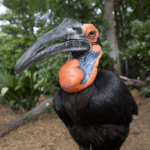Female southern ground hornbill Zazu stands in her zoo habitat.