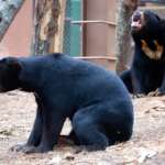 Sun bears sitting in habitat