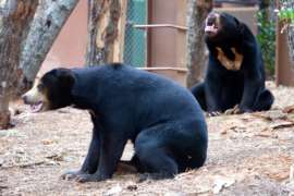 Sun bears sitting in habitat