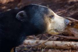 Sun bear close up