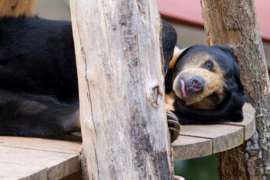 Sun bear laying in habitat