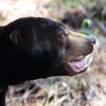 Side view of sun bear