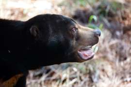 Side view of sun bear
