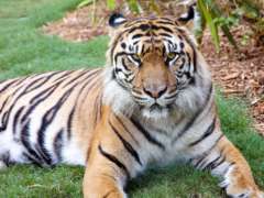 Close up of Tiger laying in grass