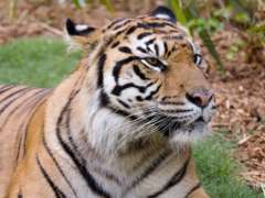Close up of Tiger