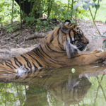 Tiger Jalal rests in a pool of water in his Zoo exhibit.