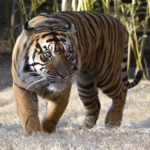 Tiger photo