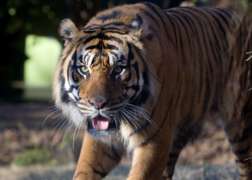 Close up of Tiger with tongue out