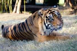 Close up of Tiger laying in habitat