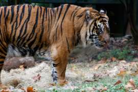 Side view of Tiger
