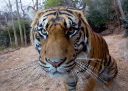 Tiger close up