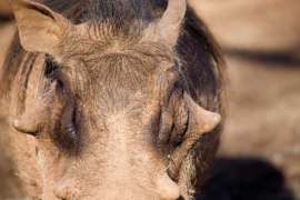 Close up of Warthog eyes