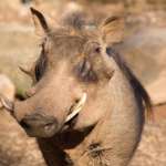 Warthog close up