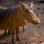 Side view of Warthog in habitat