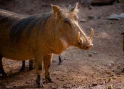Side view of Warthog in habitat