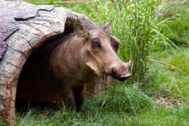 Warthog in grassy habitat