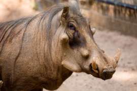 Side view of Warthog