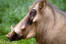 Side view of Warthog