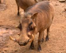 Warthog standing in habitat