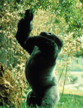 On May 13th, his first day outdoors, Willie B. explored his new home in The Ford African Rain Forest.