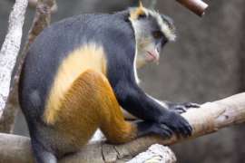 Wolfs Guenon sitting on tree branch