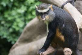 Wolfs Guenon looking at camera