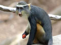 Wolfs Guenon holding snack