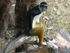 Wolfs Guenon sitting on tree stump