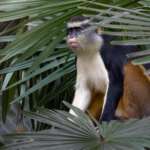 Wolfs Guenon in tree
