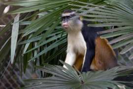 Wolfs Guenon in tree