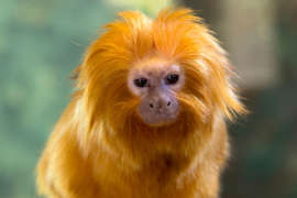 close up of golden lion tamarin monkey