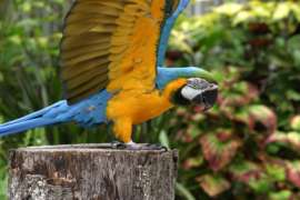 macaw standing on stump with wings spread