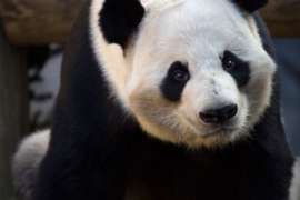 close up of giant panda