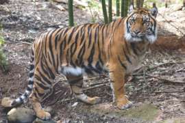 tiger standing in habitat