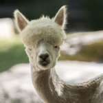 A white alpaca with a recent haircut outside.