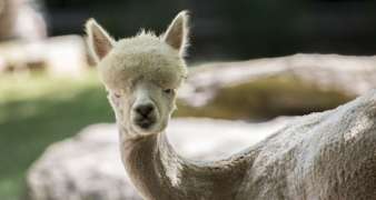 A white alpaca with a recent haircut outside.